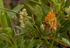 Boloria alaskensis