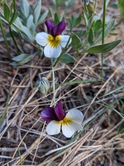 Viola hallii