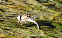 Rhionaeschna absoluta