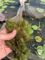 Ceratophyllum demersum