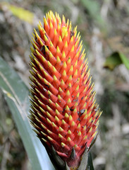 Guzmania conifera