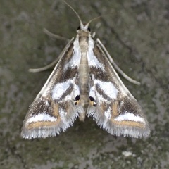 Chrysendeton imitabilis