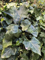 Hedera helix