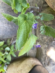 Viola novae-angliae