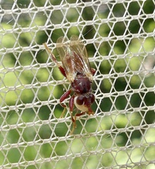 Myopa clausa