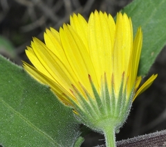 Calendula suffruticosa