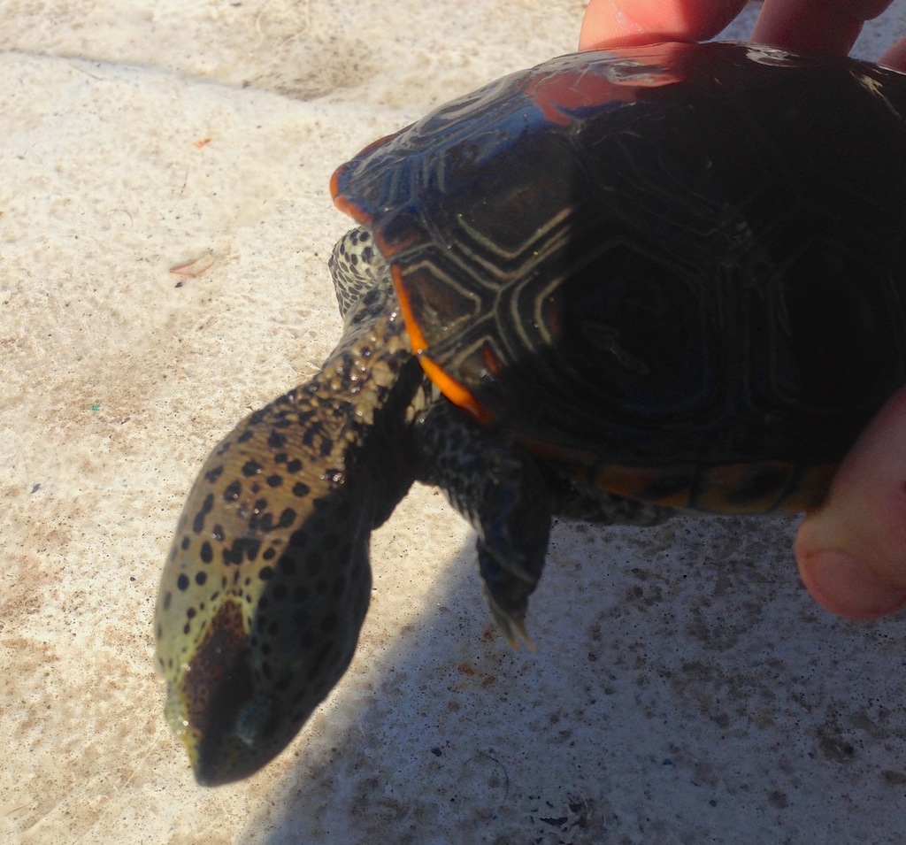 Mississippi Diamondback Terrapin (reptiles And Amphibians Of 