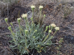 Chaenactis suffrutescens