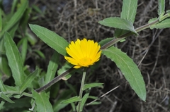 Calendula suffruticosa