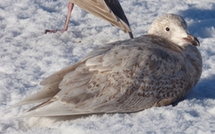 Larus glaucescens × hyperboreus
