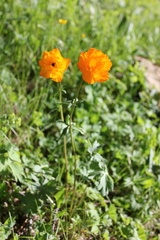Trollius altaicus