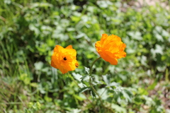 Trollius altaicus