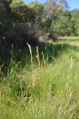 Juncus squarrosus