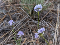 Gilia capitata capitata