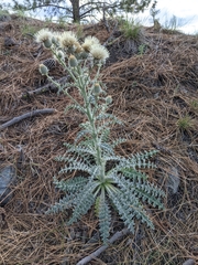 Cirsium cymosum