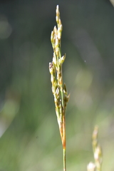 Juncus squarrosus