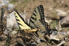 Papilio appalachiensis