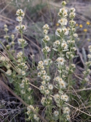 Galium serpenticum scotticum