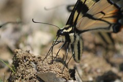 Papilio appalachiensis