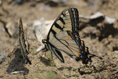 Papilio appalachiensis
