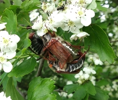 Melolontha melolontha