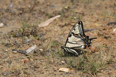 Papilio appalachiensis