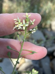Camelina rumelica
