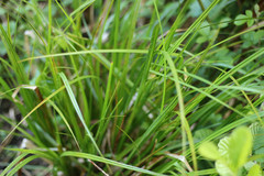 Carex pseudocyperus