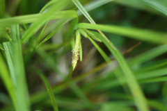 Carex pseudocyperus