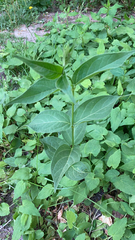 Vincetoxicum rossicum