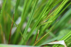 Carex pseudocyperus