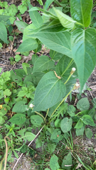 Vincetoxicum rossicum
