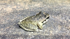 Ranoidea lesueuri