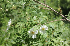 Rosa oxyacantha