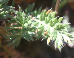 Acaena pinnatifida