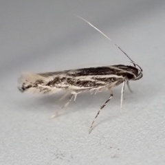 Eralea albalineella
