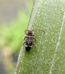 Psenocerus supernotatus