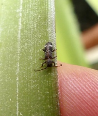 Psenocerus supernotatus