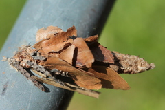 Canephora hirsuta