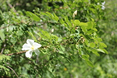 Rosa oxyacantha