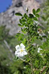 Rosa oxyacantha