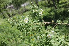 Rosa oxyacantha