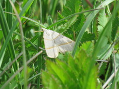 Scotopteryx