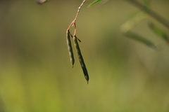 Indigofera tenuissima