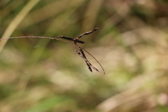 Indigofera tenuissima