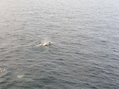 Lagenorhynchus albirostris
