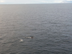 Lagenorhynchus albirostris