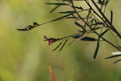 Indigofera tenuissima