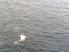 Lagenorhynchus albirostris