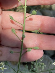 Camelina rumelica